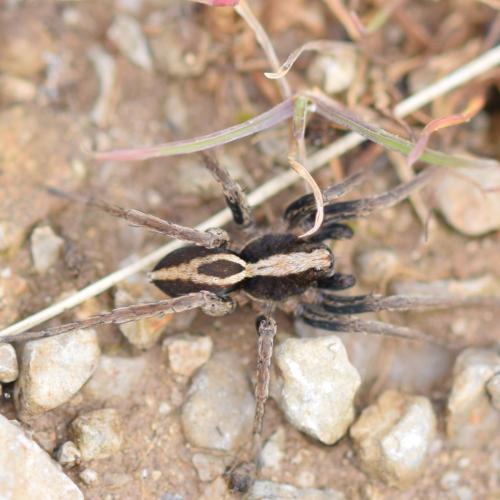 Réf. 347 768 : Alopecosa albofasciata